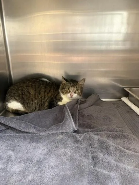 An adult medium-sized female Tabby (Brown / Chocolate) Domestic Short Hair cat named Mama for adoption in Providence Forge, VA