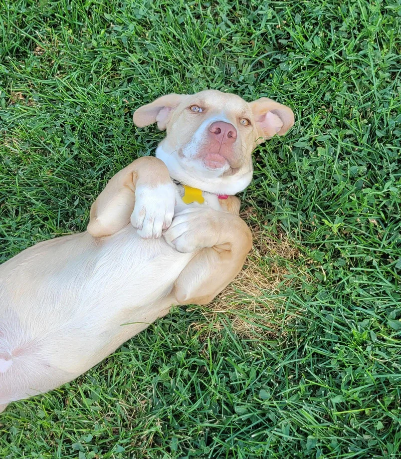 A young medium-sized female Basset Hound dog named Lolly Pop for adoption in Salt Lake City, UT