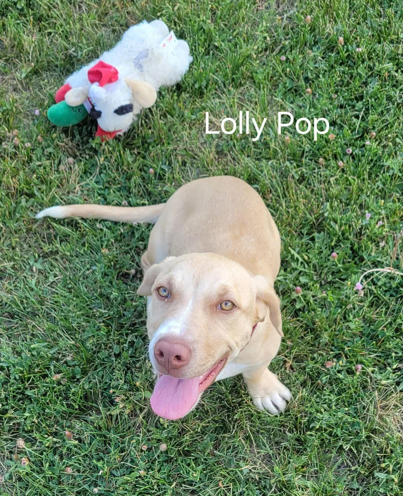 Lolly Pop thumbnail 3