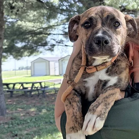 A young medium-sized female Brindle Pit Bull Terrier dog named Merida for adoption in Columbus, IN