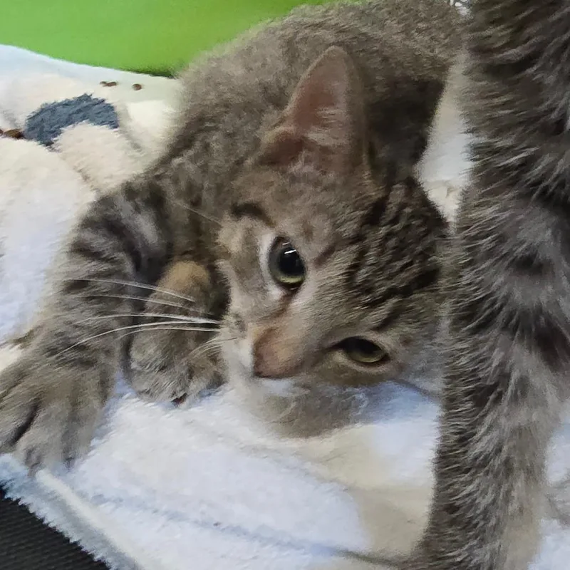 A baby small-sized female Brown / Chocolate Domestic Short Hair cat named Goldilocks for adoption in Spokane, WA