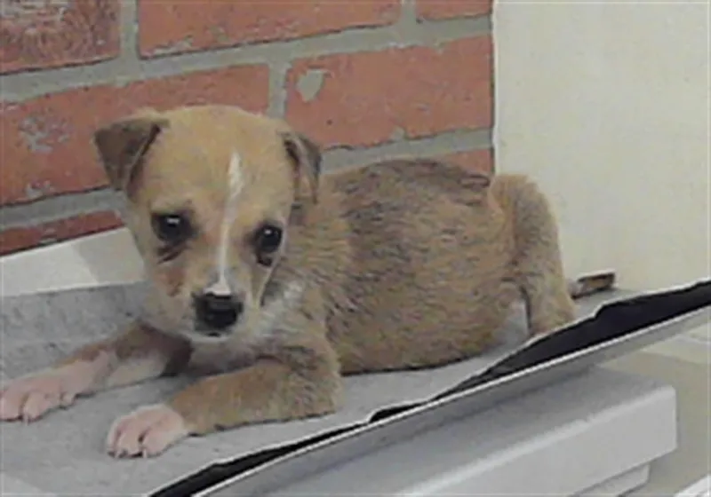 A baby small-sized female Staffordshire Bull Terrier dog named Aelin for adoption in Houston, TX