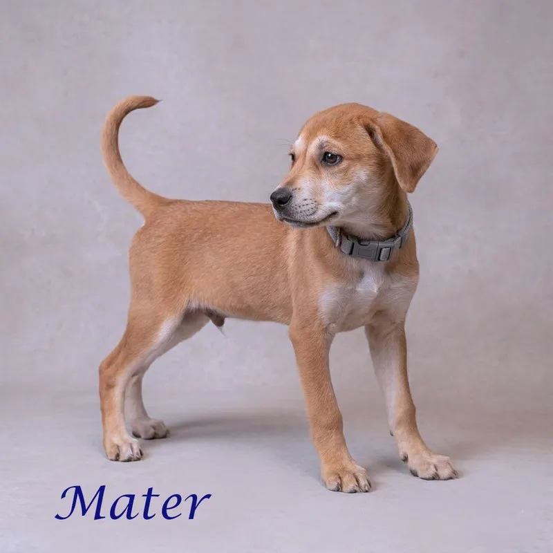 A young medium-sized male Yellow / Tan / Blond / Fawn Beagle dog named Mater D for adoption in Lebanon, TN