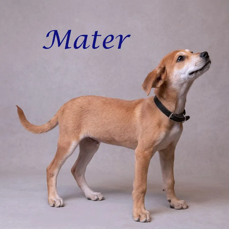 Mater D thumbnail 2