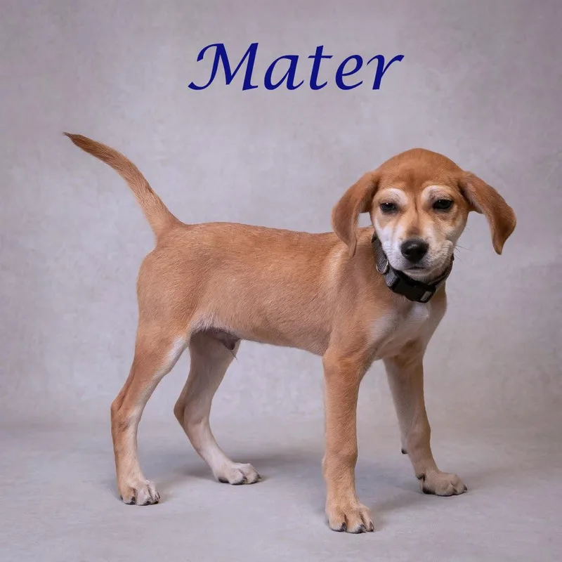 Mater D thumbnail 4