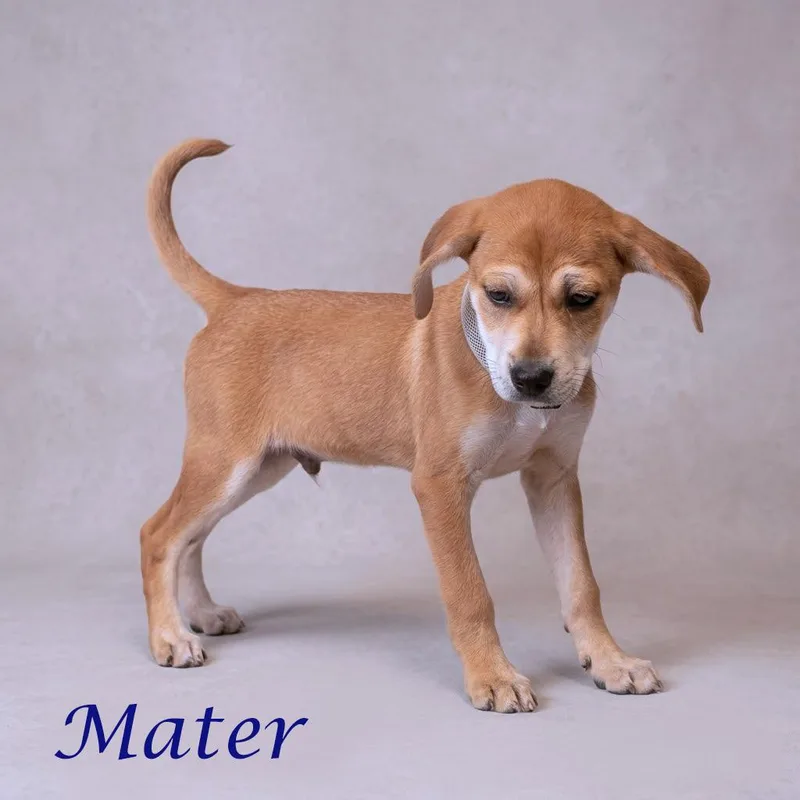 Mater D thumbnail 5