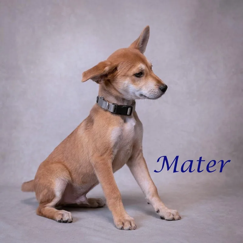 Mater D thumbnail 6