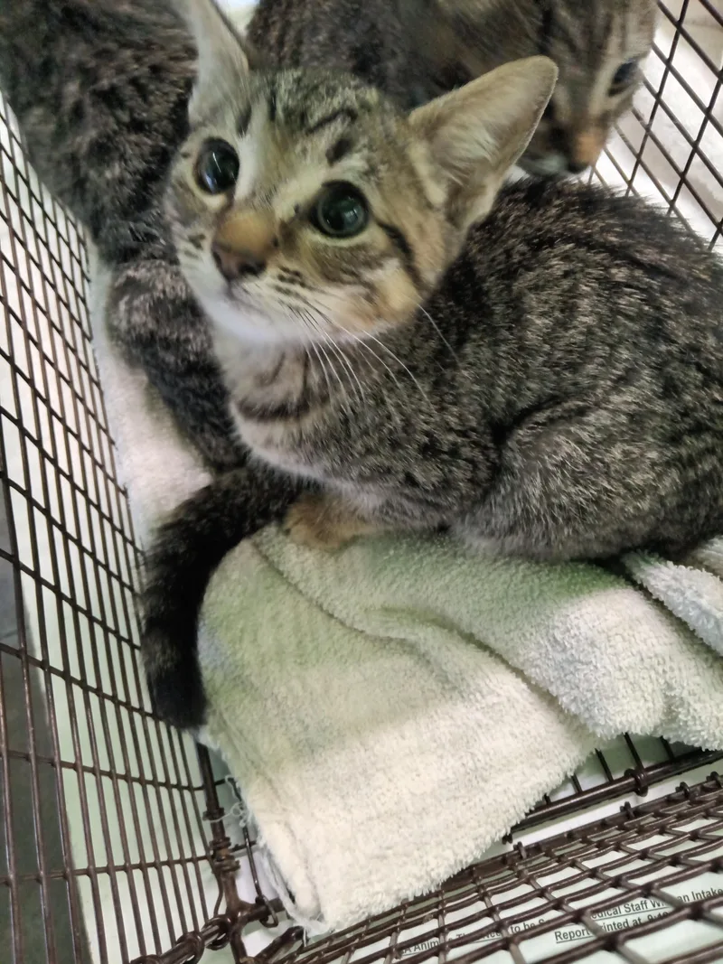 A baby small-sized male Domestic Short Hair cat named Chuckie for adoption in Los Angeles, CA