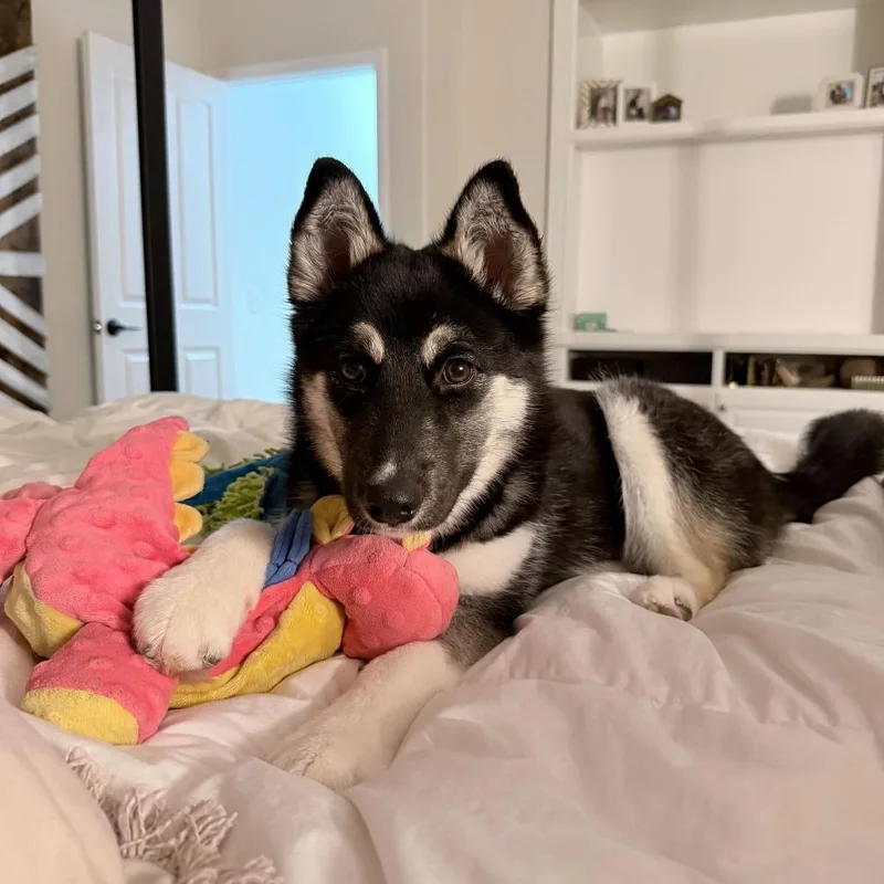 A young small-sized female Black German Shepherd Dog dog named Delilah for adoption in Riverside, CA