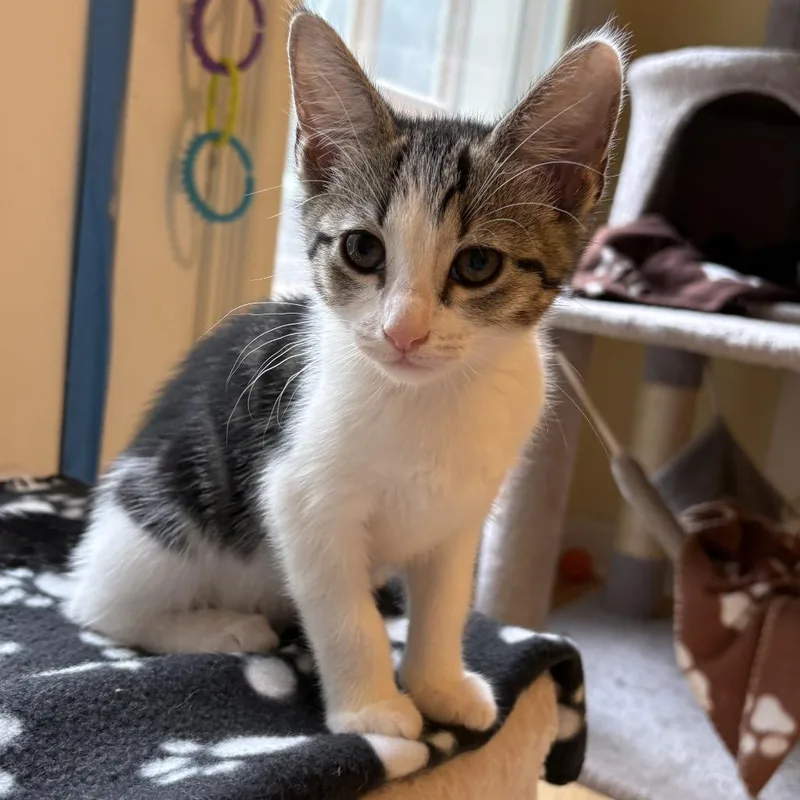 A baby small-sized female White Domestic Short Hair cat named Rose for adoption in Fayetteville, GA