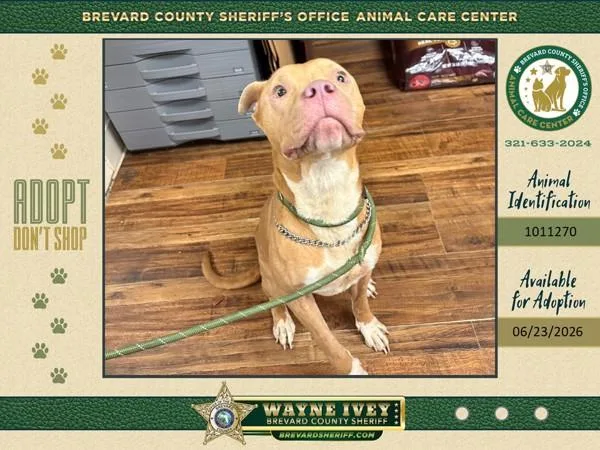 An adult large-sized male Mixed Breed dog named Dancer for adoption in Melbourne, FL