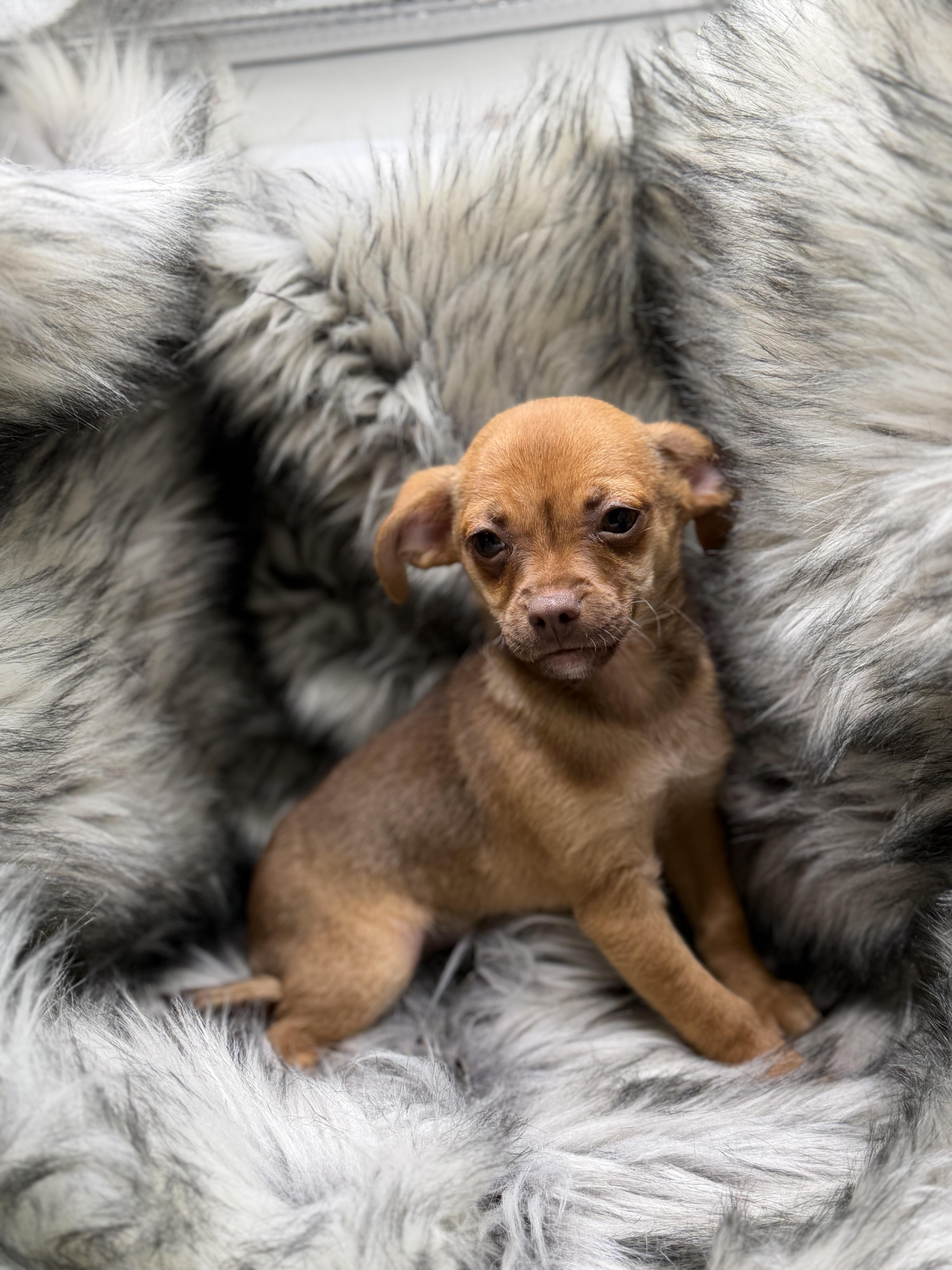 A baby small-sized female Chiweenie dog named Cappuccino for adoption in San Diego, CA