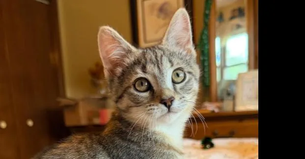 A baby small-sized female Brown / Chocolate Domestic Short Hair cat named Water Lily for adoption in Chicago, IL