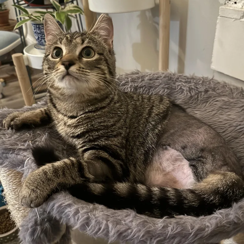 A baby medium-sized female Tabby (Brown / Chocolate) Tabby cat named Rhubarb for adoption in Hyattsville, MD