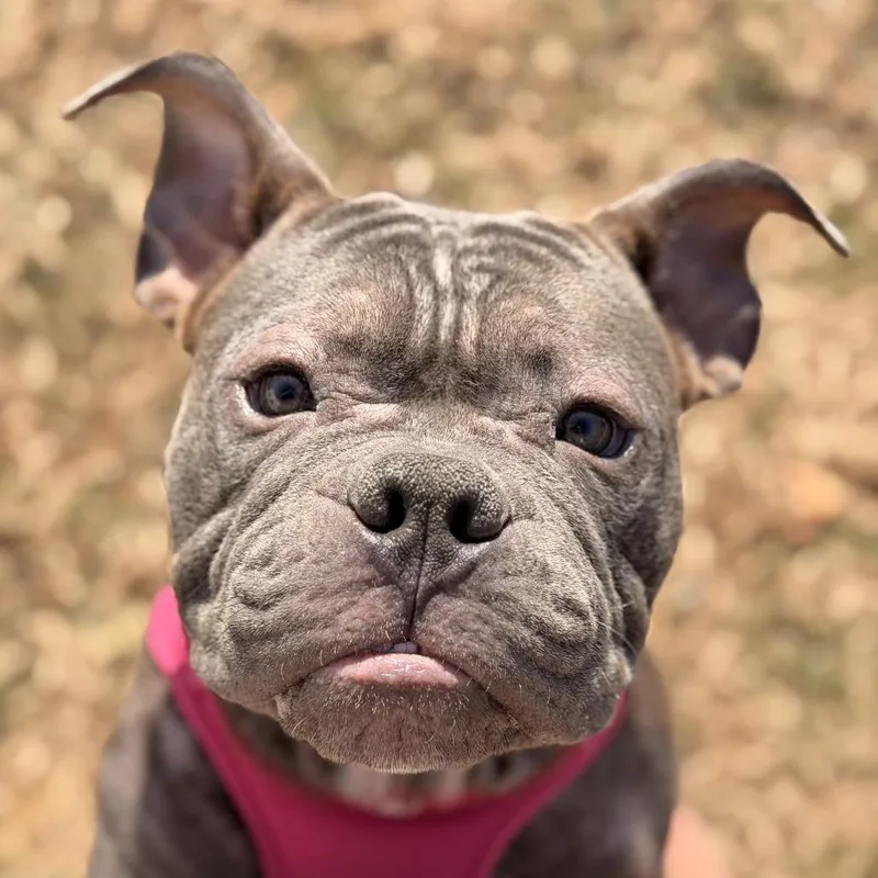 An adult medium-sized male Gray / Blue / Silver English Bulldog dog named Mack for adoption in Lynchburg, VA