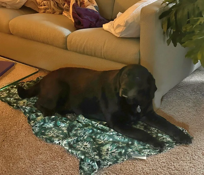 A senior extra large-sized female Black Labrador Retriever dog named Macey for adoption in Warrington, PA