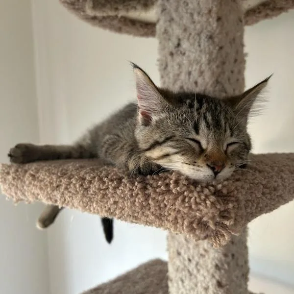 A baby medium-sized female Brown / Chocolate Domestic Short Hair cat named Peanut Buster Parfait for adoption in Fargo, ND