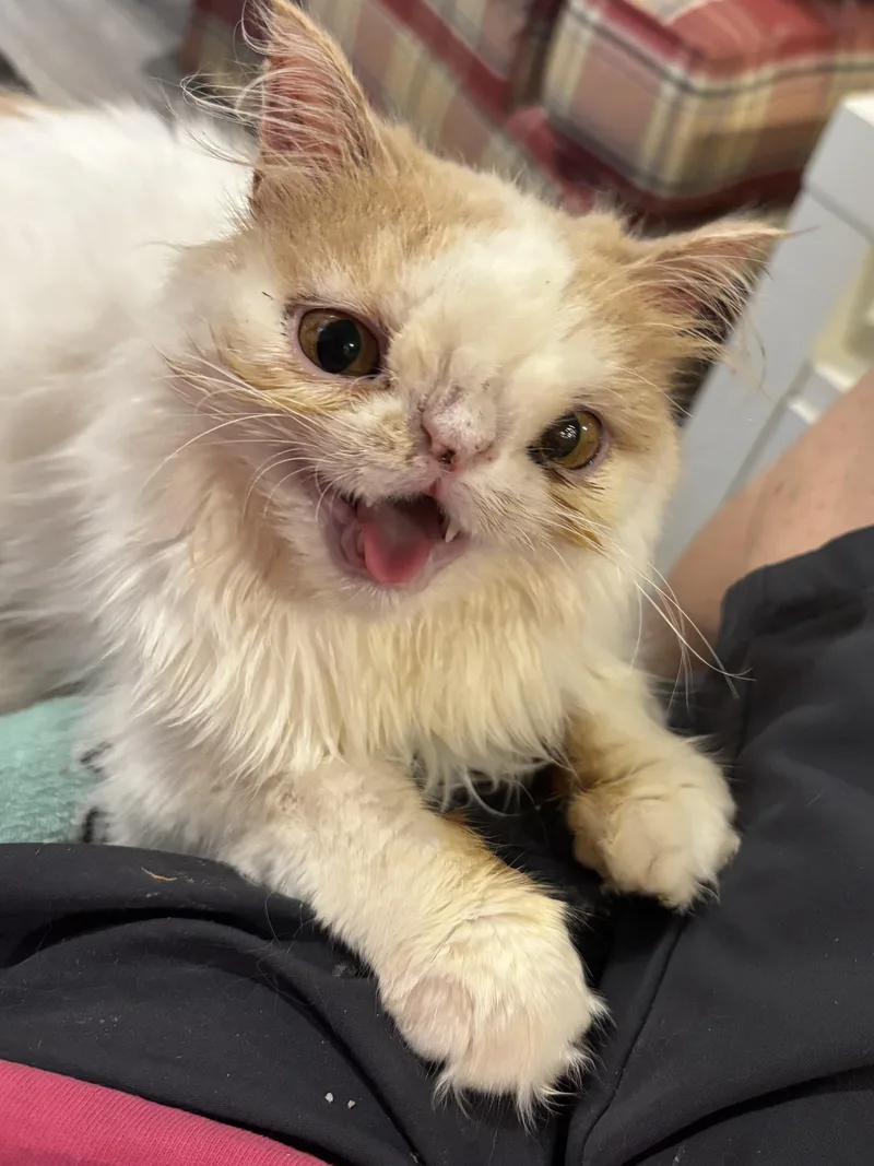 A baby medium-sized female Persian cat named Lolita for adoption in Fairfax, VA