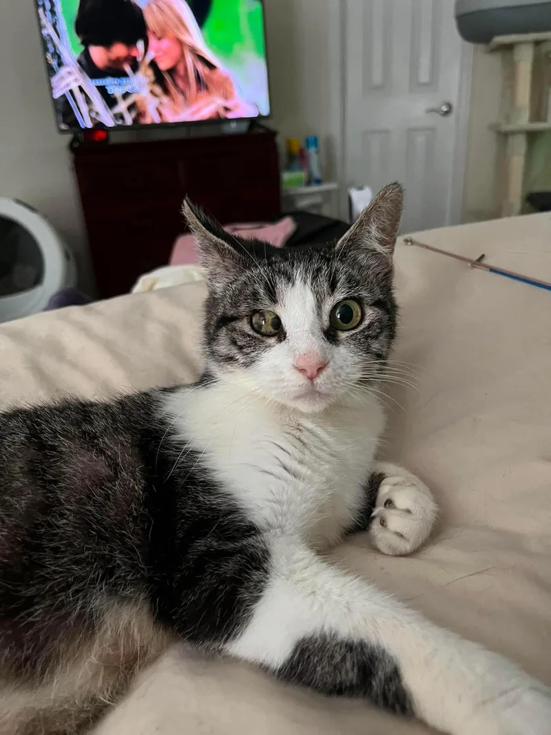 A young medium-sized female Gray & White Domestic Short Hair cat named Libby for adoption in Holbrook, NY