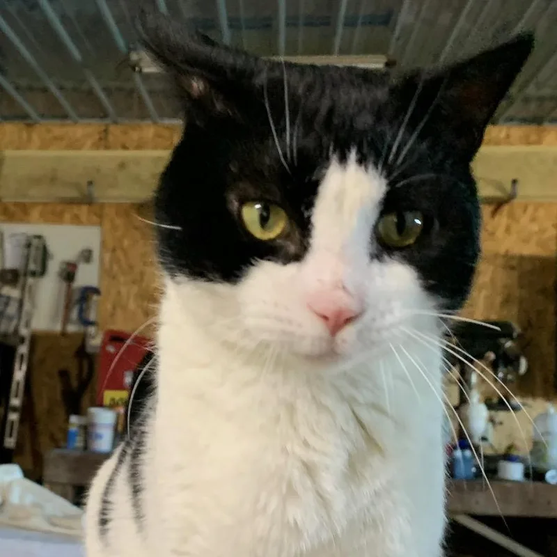 An adult medium-sized male Domestic Short Hair cat named Oreo for adoption in Stockholm, WI