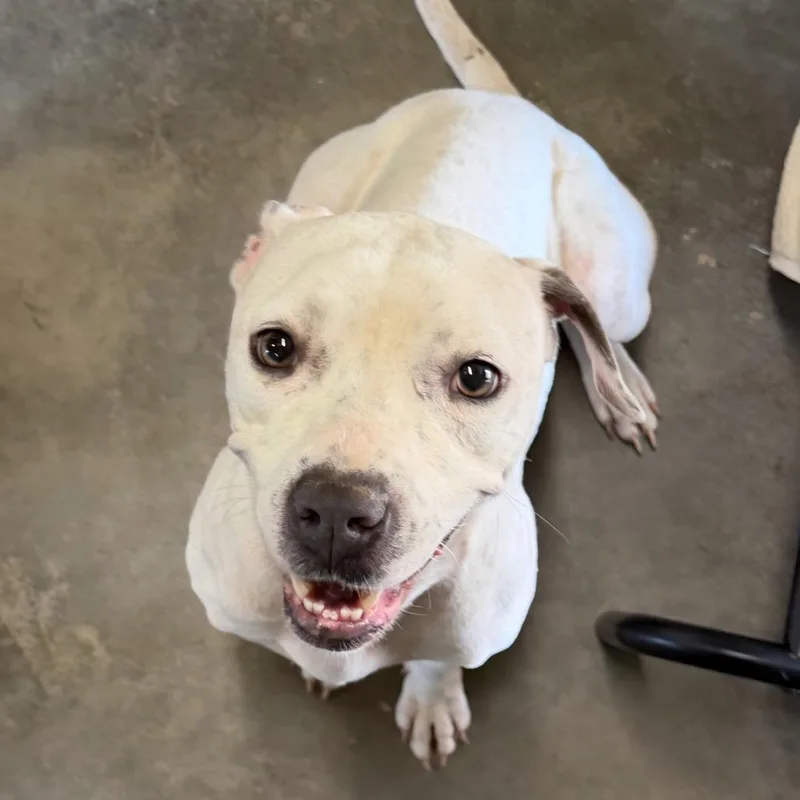 An adult small-sized female White / Cream Terrier dog named Lola for adoption in Bronson, FL