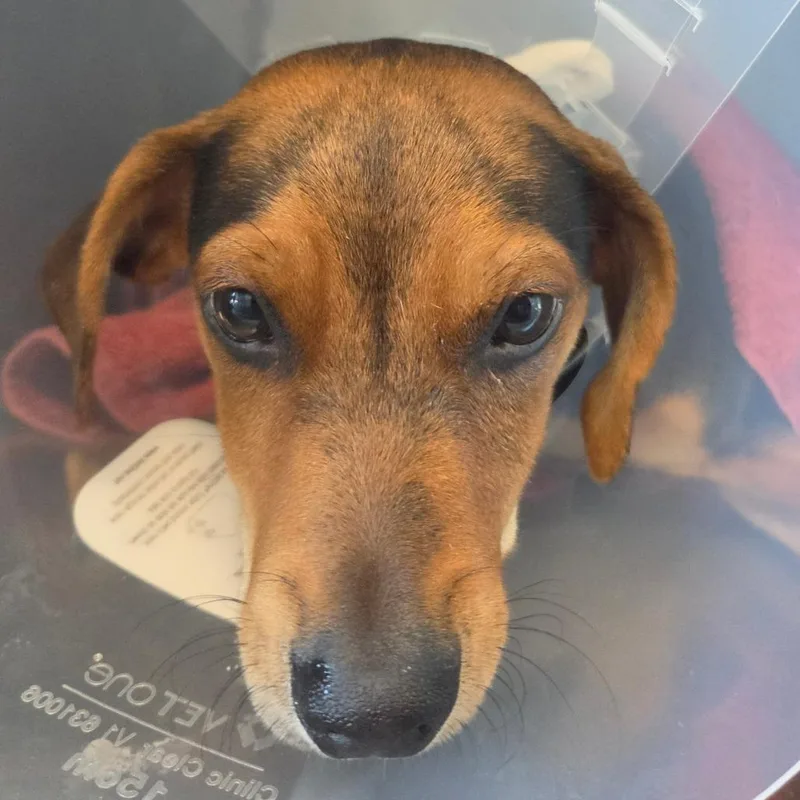 A baby small-sized male Black Mixed Breed dog named Speedy for adoption in Leander, TX