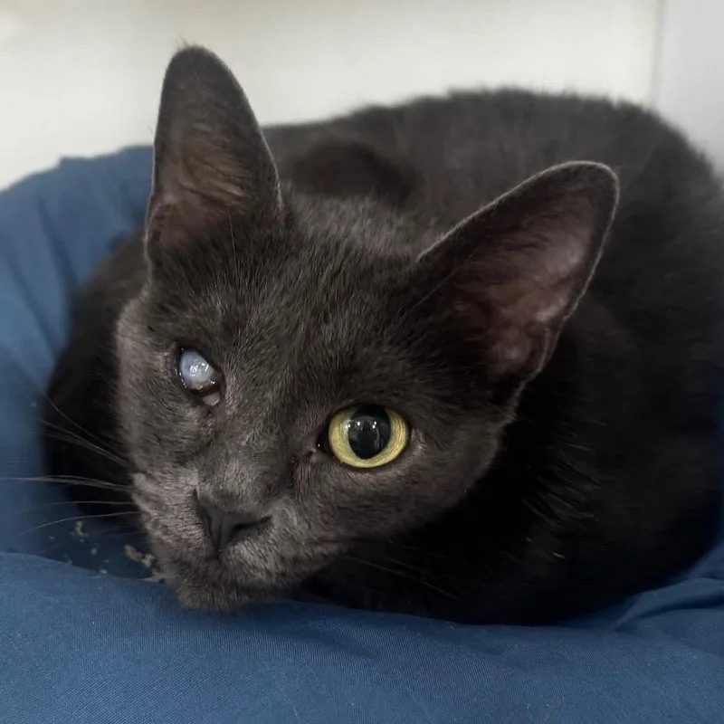 A young medium-sized female Gray / Blue / Silver Domestic Short Hair cat named Mimble for adoption in Defiance, OH