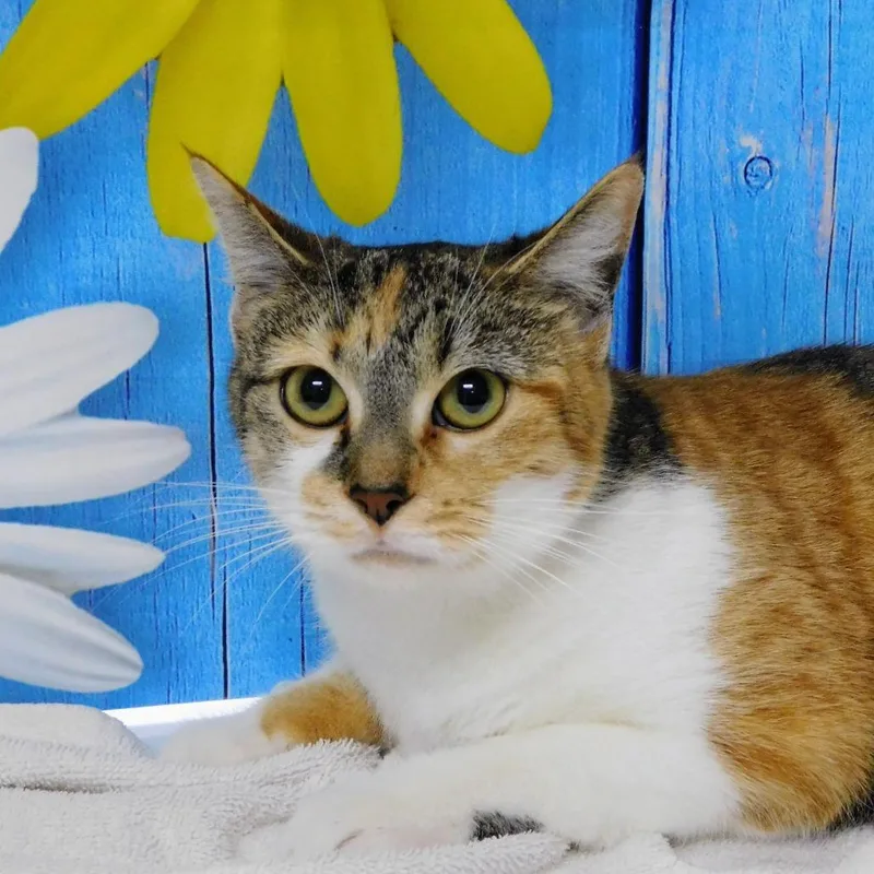 An adult medium-sized female White Domestic Short Hair cat named Martini for adoption in Peoria, IL