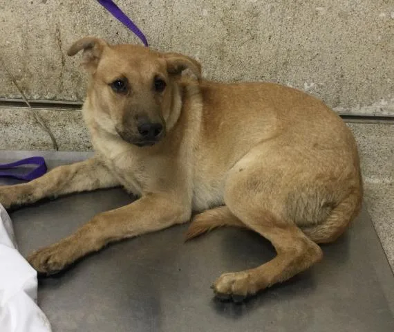 A young medium-sized female Shar-Pei dog named Almond for adoption in Riverside, CA