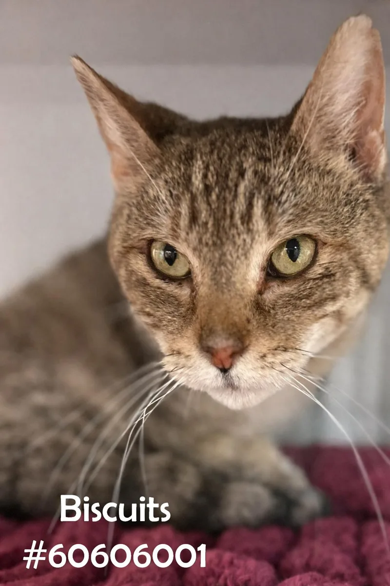 An adult medium-sized female Torbie Torbie cat named Biscuits for adoption in Wilkes Barre, PA