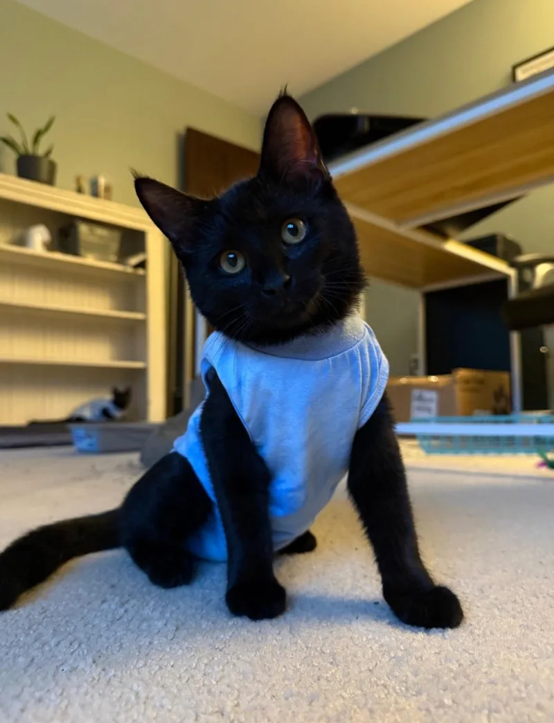 A baby medium-sized female Black Domestic Short Hair cat named Onyx for adoption in Freemansburg, PA