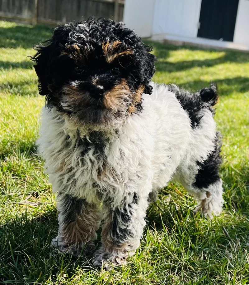 A baby small-sized female Poodle dog named Nyx for adoption in Overland Park, KS