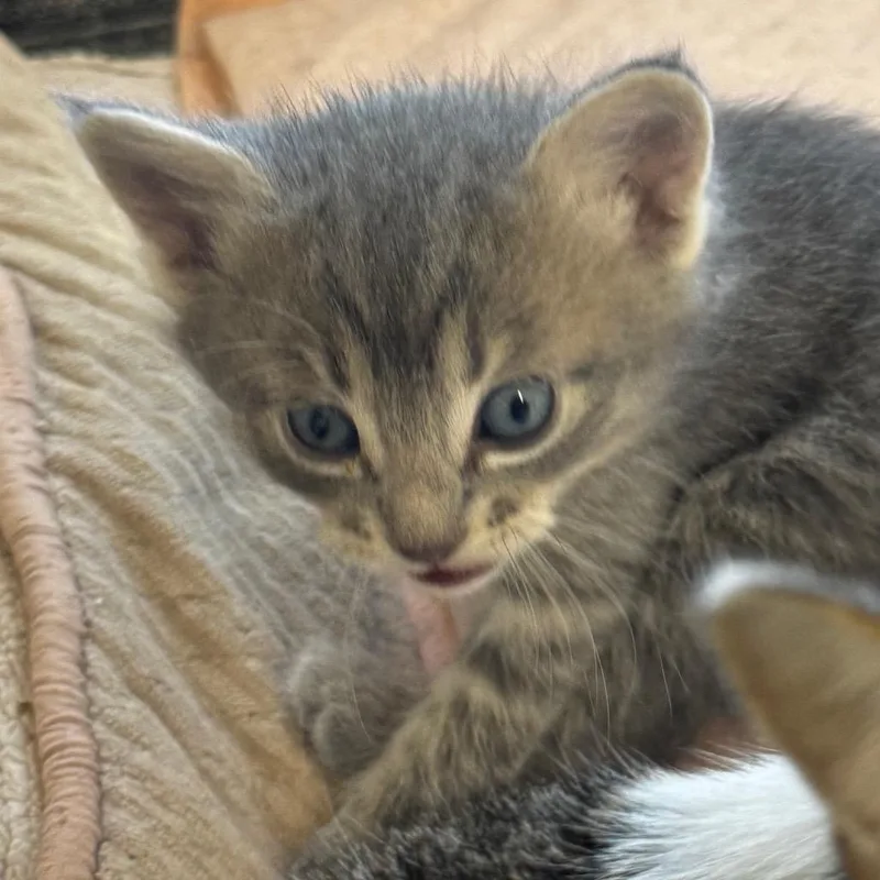 Ziggy  Aka Milo