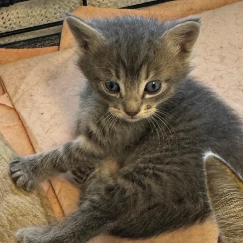 Ziggy  Aka Milo thumbnail 2
