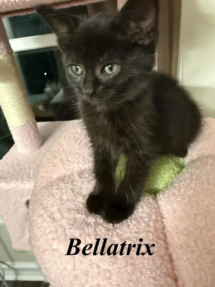 A baby medium-sized female Black Domestic Short Hair cat named Bellatrix for adoption in Clinton Township, MI