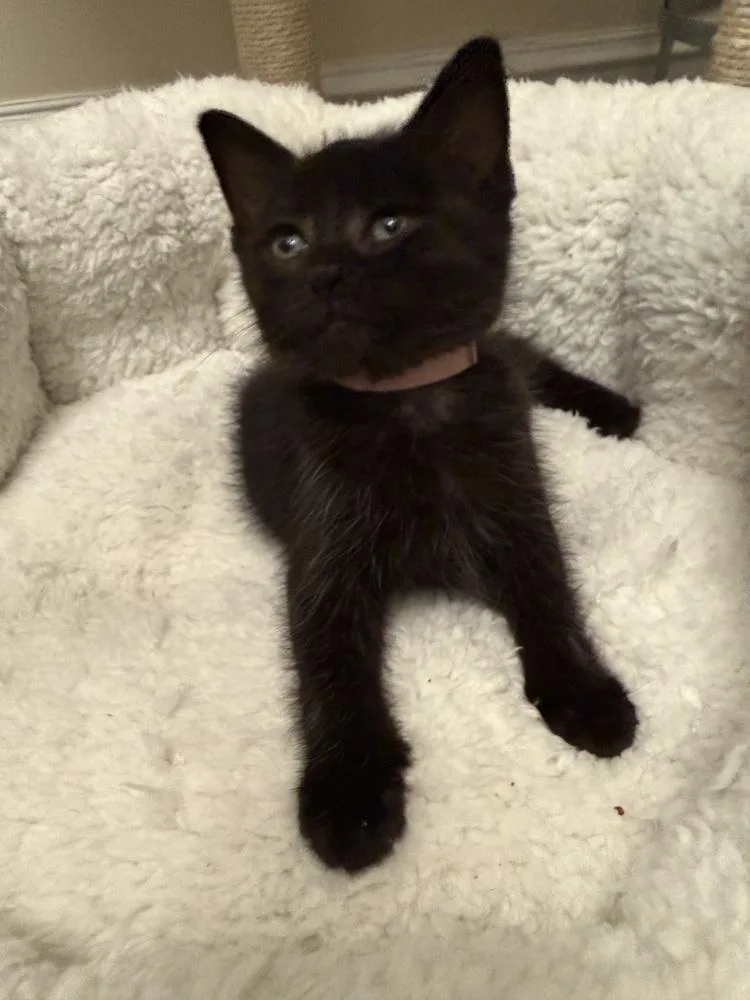 Bellatrix thumbnail 3