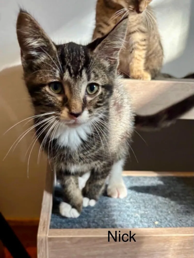 A baby medium-sized male Tabby (Brown / Chocolate) Tabby cat named Nick for adoption in Wyandotte, MI
