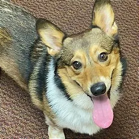 A young small-sized male Corgi dog named Checkers for adoption in Crystal, MN