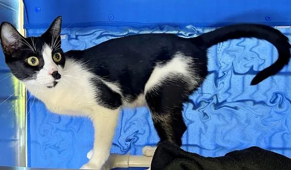 An adult small-sized female Domestic Short Hair cat named Frenchy for adoption in Sherwood, OR