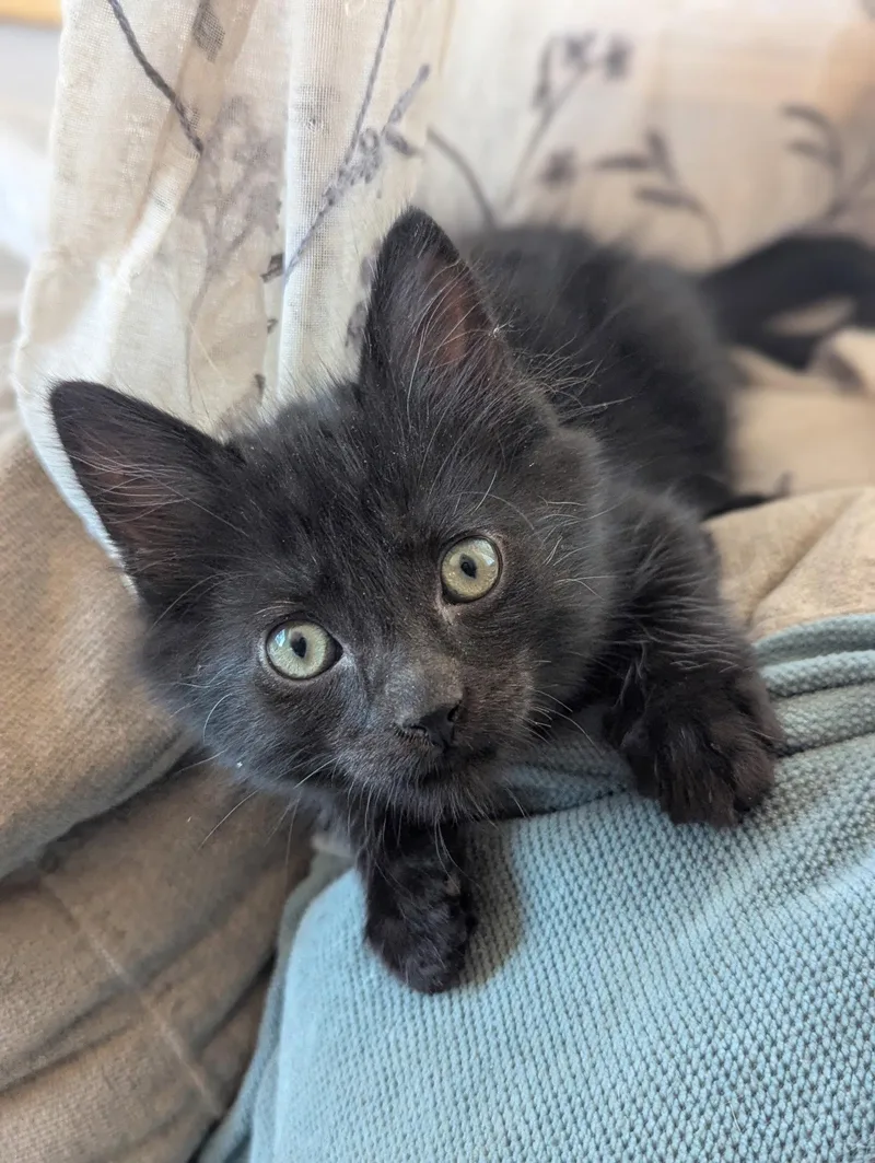 A young medium-sized male Domestic Medium Hair cat named Gonzo for adoption in El Centro, CA