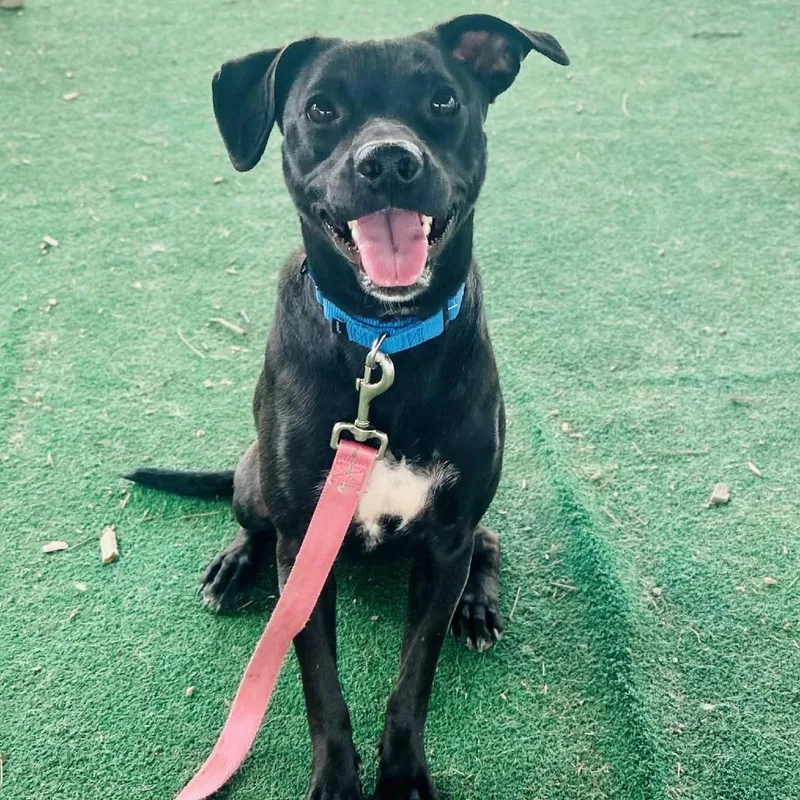 A young medium-sized female Black Mixed Breed dog named Bunny for adoption in Alexandria, VA