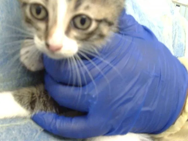 A baby medium-sized male Domestic Short Hair cat named Queso for adoption in Dallas, TX