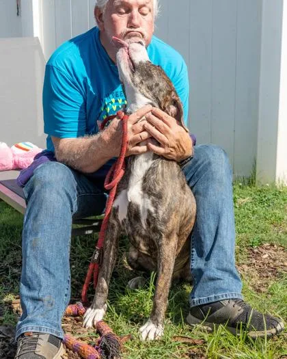 An adult large-sized male Mixed Breed dog named Agostino Rocchi for adoption in Chamblee, GA