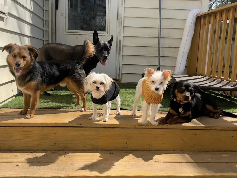 Chantilly thumbnail 2