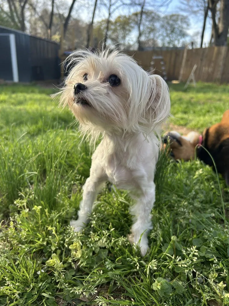 Chantilly thumbnail 3