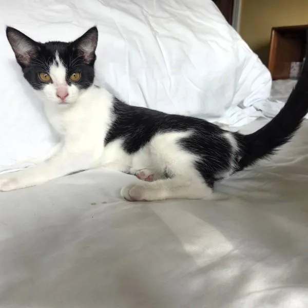 A baby small-sized female Domestic Short Hair cat named Proudfoot for adoption in Des Moines, IA