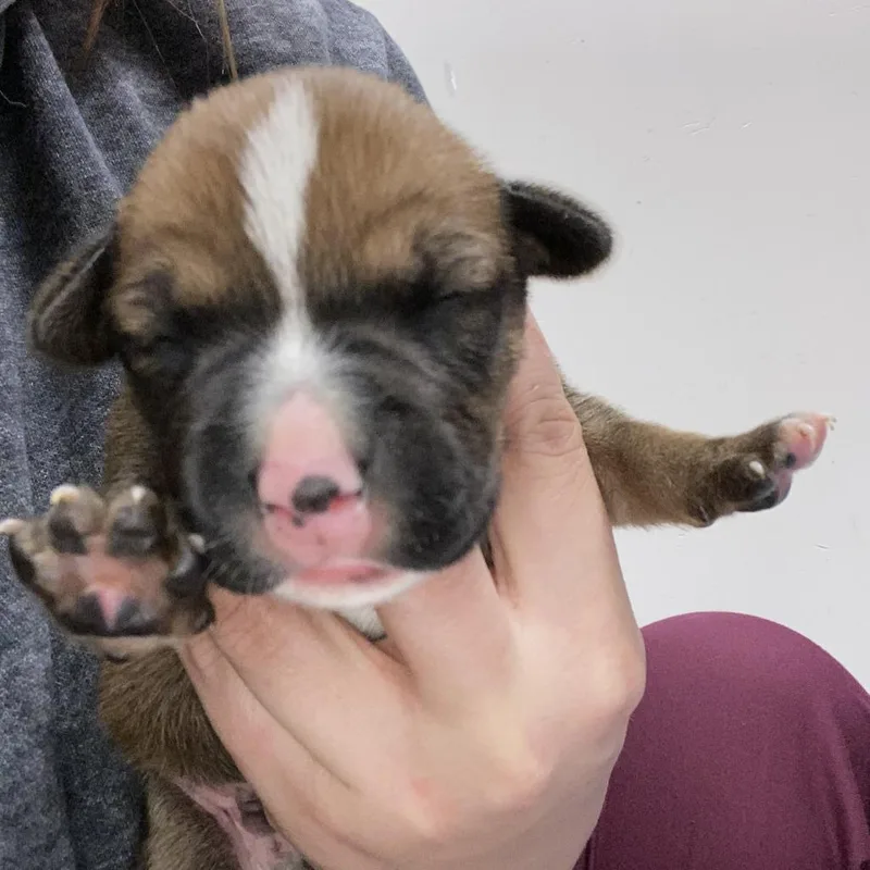 Teddy  U thumbnail 2