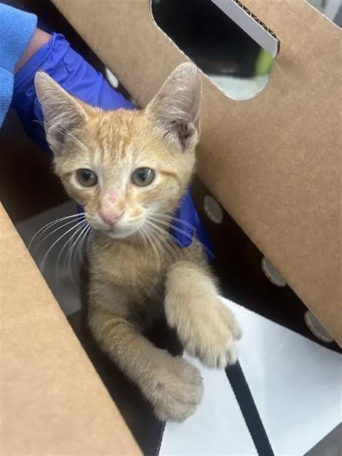 A baby medium-sized male Domestic Short Hair cat named Garfield for adoption in Dallas, TX