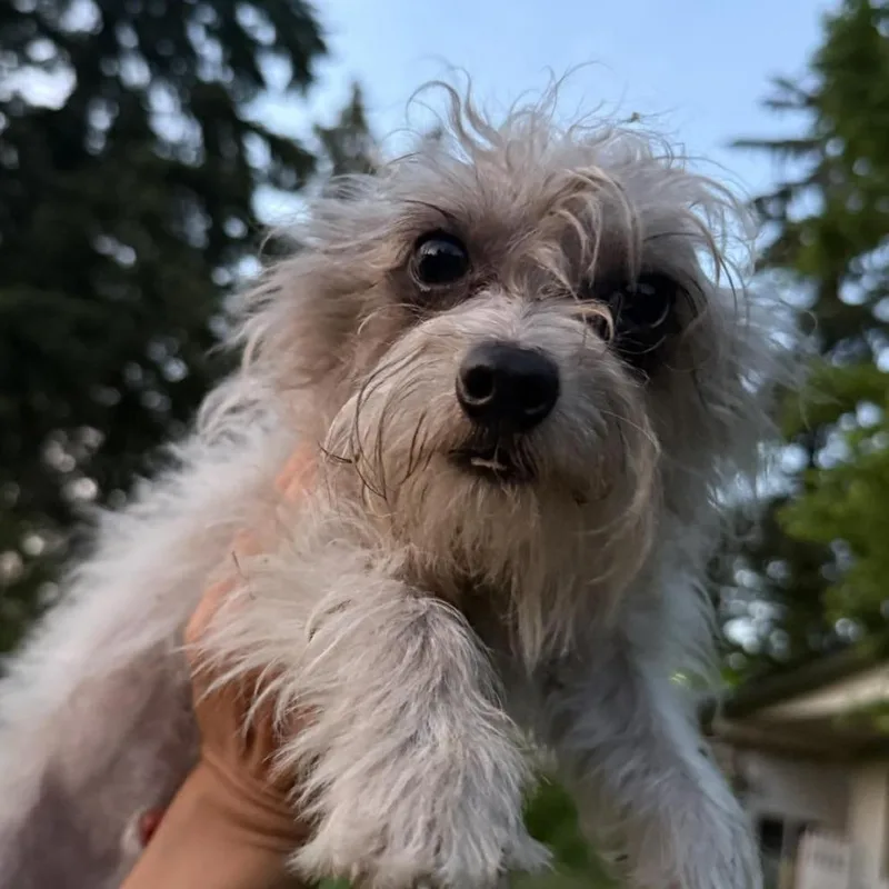 A young small-sized male Mixed Breed dog named Cooper for adoption in Allyn, WA