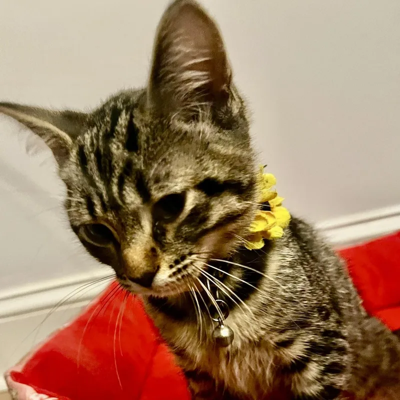 A baby medium-sized female Tabby cat named Ursula for adoption in Woodbridge, VA